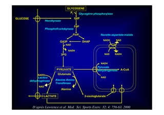 GLYCOGENE
Glycogène phosphorylase
G6P
Pi
F6P
Phosphofructokynase
GLUCOSE
Hexokynase
FbiP
GA3P DHAP
NAD
NADH
3PG
PYRUVATE
LACTATE
Glutamate
Alanine
Alanine Amino
Transférase
2-oxologlutarate
NADH
NAD
NADH NAD
NAD NADH
Pyruvate
dehydrogénase A-CoA
Navette aspartate-malate
Lactico
dehydrogénase
NADH
NAD
D’après Lawrence et al. Med. Sci. Sports Exerc. 32; 4: 756-63. 2000
 