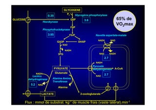 GLYCOGENE
Glycogène phosphorylase
G6P
Pi
F6P
Phosphofructokynase
GLUCOSE
Hexokynase
FbiP
GA3P DHAP
NAD
NADH
3PG
PYRUVATE
LACTATE
Glutamate
Alanine
Alanine Amino
Transférase
2-oxologlutarate
NADH
NAD
NADH NAD
NAD NADH
Pyruvate
dehydrogénase A-CoA
Navette aspartate-malate
65% de
VO2max
3.6
0.35
3.95
Lactico
dehydrogénase
NADH
NAD5.2
2.7
2.7
Flux : mmol de substrat. kg-1 de muscle frais (vaste latéral).min-1
 