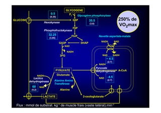 GLYCOGENE
Glycogène phosphorylase
G6P
Pi
F6P
Phosphofructokynase
GLUCOSE
Hexokynase
FbiP
GA3P DHAP
NAD
NADH
3PG
PYRUVATE
LACTATE
Glutamate
Alanine
Alanine Amino
Transférase
2-oxologlutarate
NADH
NAD
NADH NAD
NAD NADH
Pyruvate
dehydrogénase A-CoA
Navette aspartate-malate
250% de
VO2max
35.5
(3.6)
0.5
(0.35)
32.25
(3.95)
Lactico
dehydrogénase
NADH
NAD60
(5.2)
∼4.5
(2.7)
~ 4.5
(2.7)
Flux : mmol de substrat. kg-1 de muscle frais (vaste latéral).min-1
 