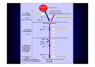 Membrane cellulaire
ATP
ADP + Pi
+ Glycogène phosphorylase
+ Hexokinase Glycogène musculaire (à 6 carbones)
ADP + Pi
ATP
Glucose-6-phosphate
1
2
3
4
5
ATP
ADP + Pi
)
2 NAD
2 NADH2
6
7
ADP + Pi
ATP
(2) Pyruvate (à 3 carbones chacun)
1 - Phase
d’amorçage :
- 1 ATP
avec le glucose
2 - Phase
Préparatoire :
- 1ATP
3 - Phase de
rembourse-
ment et de
production :
+ 4 ATP
Phosphofructokinase
Pyruvate kinase
8
9
10
Bilan :
+ 2ATP avec le glucose
+ 3 ATP avec le glycogène
Capillaire sanguin
GLUCOSE
CIRCULANT
à 6
carbones
(2) lactate
 
