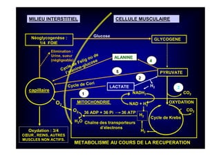 GLYCOGENE
CELLULE MUSCULAIRE
capillaire
O2
PYRUVATE
LACTATE
MITOCHONDRIE OXYDATION
Cycle de Krebs
36 ADP + 36 Pi 36 ATP
CO2
CO2
H2
MILIEU INTERSTITIEL
NADH2
Chaîne des transporteurs
d’électrons
H2
H2
NAD + H2
ALANINE
Néoglycogenèse :
1/4 FOIE
Glucose
Oxydation : 3/4
CŒUR , REINS, AUTRES
MUSCLES NON ACTIFS.
Cycle de Felig ou de
l’alanine-glucose
Cycle de Cori
1
2
4
Elimination :
Urine, sueur
(négligeable)
3
5
O2
H2O
METABOLISME AU COURS DE LA RECUPERATION
 