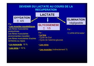 DEVENIR DU LACTATE AU COURS DE LA
RECUPERATION
LACTATELACTATE
OXYDATION
4/5
OXYDATION
4/5
GLYCOGENESE
1/5
GLYCOGENESE
1/5
ELIMINATION
négligeable
ELIMINATION
négligeablePar :
• Les muscles squelettiques
Les fibres musculaires
productrices
Les fibres musculaires
environnantes (navette)
Les fibres musculaires d’autres
territoires au repos
• Le myocarde 10 %
• Les reins < 10 %
Par :
• Le foie
- Cycle de Cori
- Cycle de l’alanine-glucose
• Les reins
• Les muscles (indirectement ?)
Par :
• L’urine et la sueur
~
~
 