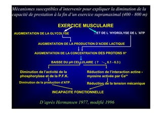 EXERCICE MUSCULAIRE
AUGMENTATION DE LA GLYCOLYSE
AUGMENTATION DE LA PRODUCTION D’ACIDE LACTIQUE
AUGMENTATION DE LA CONCENTRATION DES PROTONS H+
BAISSE DU pH CELLULAIRE ( 7 6.1 - 6.3 )
Diminution de l’activité de la
phosphorylase et de la P.F.K.
Réduction de l’interaction actine -
myosine activée par Ca²+
Diminution de la production d’ATP. Réduction de la tension mécanique
INCAPACITE FONCTIONNELLE
Mécanismes susceptibles d’intervenir pour expliquer la diminution de la
capacité de prestation à la fin d’un exercice supramaximal (400 - 800 m)
...ET DE L ’HYDROLYSE DE L ’ATP
D’après Hermansen 1977, modifié 1996
 