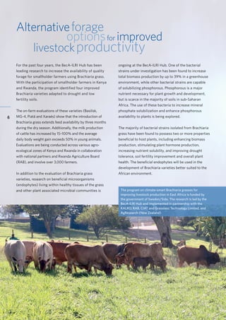 Accelerating research for development impact through partnerships
6
Alternativeforage
optionsfor improved
livestockproductivity
For the past four years, the BecA-ILRI Hub has been
leading research to increase the availability of quality
forage for smallholder farmers using Brachiaria grass.
With the participation of smallholder farmers in Kenya
and Rwanda, the program identified four improved
Brachiaria varieties adapted to drought and low
fertility soils.
The on-farm evaluations of these varieties (Basilisk,
MG-4, Piatá and Xaraés) show that the introduction of
Brachiaria grass extends feed availability by three months
during the dry season. Additionally, the milk production
of cattle has increased by 15–100% and the average
daily body weight gain exceeds 50% in young animals.
Evaluations are being conducted across various agro-
ecological zones of Kenya and Rwanda in collaboration
with national partners and Rwanda Agriculture Board
(RAB), and involve over 3,000 farmers.
In addition to the evaluation of Brachiaria grass
varieties, research on beneficial microorganisms
(endophytes) living within healthy tissues of the grass
and other plant associated microbial communities is The program on climate-smart Brachiaria grasses for
improving livestock production in East Africa is funded by
the government of Sweden/Sida. The research is led by the
BecA-ILRI Hub and implemented in partnership with the
KALRO, RAB, CIAT and Grasslanz Technology Limited, and
AgResearch (New Zealand)
ongoing at the BecA-ILRI Hub. One of the bacterial
strains under investigation has been found to increase
total biomass production by up to 39% in a greenhouse
environment, while other bacterial strains are capable
of solubilizing phosphorous. Phosphorous is a major
nutrient necessary for plant growth and development,
but is scarce in the majority of soils in sub-Saharan
Africa. The use of these bacteria to increase mineral
phosphate solubilization and enhance phosphorous
availability to plants is being explored.
The majority of bacterial strains isolated from Brachiaria
grass have been found to possess two or more properties
beneficial to host plants, including enhancing biomass
production, stimulating plant hormone production,
increasing nutrient solubility, and improving drought
tolerance, soil fertility improvement and overall plant
health. The beneficial endophytes will be used in the
development of Brachiaria varieties better suited to the
African environment.
 