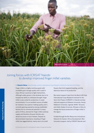 Accelerating research for development impact through partnerships
Joining forces with ICRISAT Nairobi
to develop improved finger millet varieties
By Damaris Odeny, biotechnology scientist, International Crops Research Institute for the Semi-Arid Tropics
Finger millet is a highly nutritious grain with
incredible grain storage quality and is used in
many African countries to fight malnutrition.
Although widely grown in the drylands due to its
exceptional ability to withstand drought, finger
millet is also suited for production in cooler
environments. It is an excellent source of fodder
for livestock, has superior malting quality and is
currently gaining popularity among smallholder
farmers for its commercial potential. In many
parts of Africa, demand for finger millet outstrips
supply and therefore the grain fetches very
attractive prices in local markets. Despite its
demonstrated importance, breeding of finger
millet has lagged behind, mainly due to its small
flowers that limit targeted breeding, and the
laborious nature of its production.
But recent research input from the BecA-ILRI Hub,
International Crops Research Institute for the
Semi-Arid Tropics (ICRISAT) in Nairobi and key
national programs at Maseno University, Kenya;
Makerere University, Uganda; MARI, Tanzania;
and Addis Ababa University, Ethiopia is likely to
change the future production of finger millet in
the region.
Funded through the Bio-Resources Innovations
Network for Eastern Africa Development (Bio-
Innovate) program, led by ICRISAT-Nairobi and
24
Nurturingpartnerships
Millet farmer in Kenya
 