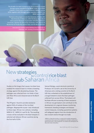 BecA-ILRI Hub 2015 Annual Report
Newstrategies
to controlriceblast
in sub-SaharanAfrica
Studies on the fungus that causes rice blast have
enabled the research team to initiate a breeding
strategy against the devastating disease. The
pathogen was collected from rice fields in East
and West Africa and characterized at the BecA-
ILRI Hub.
The Pi9 gene—found to provide resistance
against 96% of isolates of the rice blast
pathogen, Magnaporthe oryzae—was introduced
to three major African rice cultivars, including
NERICA 15*, NERICA 2 and F6-36. The resulting
crosses will be evaluated in the blast hotspots in
selected sub-Saharan African countries during
the first half of 2016.
Samuel Mutiga, a post-doctoral scientist at
Professor Jim Correll’s Lab at the University of
Arkansas and a visiting scientist at the BecA-
ILRI Hub, embarked on the establishment of
a fungal biobank to store the blast pathogen
collected from across Africa. The biobank will
facilitate efficient screening of blast resistance
in African rice germplasm and contribute to the
development of a regional disease monitoring
framework; breeding strategies and disease
control measures, including quarantine systems,
will safeguard regions from the introduction of
new virulent strains through rice trade.
The durable rice blast resistance for Africa project is funded
through a grant awarded by the BBSRC under the SCPRID
program, a joint multi-national initiative of BBSRC and the
DFID, together with (through a grant awarded to BBSRC) the
BMGF, and the DBT.
Partners in the project include the University of Exeter, UK;
the University of Arkansas, USA; the Kenya Agricultural
and Livestock Research Organization (KALRO); Makerere
University, Uganda; the Ohio State University, USA; Station de
Recherches de Farako-Bâ, Burkina Faso; and the BecA-ILRI Hub.
Post-doctoral scientist Samuel Mutiga from University of
Arkansas, USA, working at the BecA-ILRI Hub
*NERICA, or New Rice for Africa, is a group of rice varieties developed by
crossing hardy African species Oryza glaberrima, and higher yielding Asian
species Oryza sativa. These interspecific rice varieties were developed by the
Africa Rice Center (AfricaRice).
5
Impactthroughresearch
 