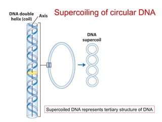 DNA coiling around the DNA stands presentation.pptx