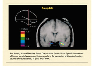 Eva Bonda, Michael Petrides, David Ostry & Alan Evans (1996) Speciﬁc involvement
of human parietal systems and the amygdala in the perception of biological motion.
Journal of Neuroscience, 16 (11): 3737-3744.
 