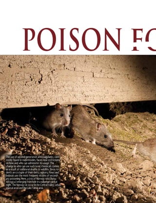 8 MAY—JUNE 2014
POISON
The use of second-generation anticoagulants, com-
monly found in rodenticides, faces new restrictions
on how and who can administer its usage. The
change in who can use such toxic chemicals comes
as a result of collateral deaths to wildlife. Since ro-
dents are a staple of their diets, raptors, foxes and
bobcats are the most frequent victims of second-
ary poisoning. Here, a trio of Norway rats (Rattus
norvegicus) emerging from hole in a suburban yard at
night. The Norway rat occur in the Central Valley, urban
coastal areas and the Lake Tahoe area.
 