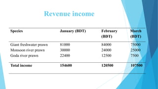 Revenue income
Species January (BDT) February
(BDT)
March
(BDT)
Giant freshwater prawn
Monsoon river prawn
Goda river prawn
81000
30000
22400
84000
24000
12500
75000
25000
7500
Total income 154600 120500 107500
 
