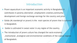 Introduction
 Prawn aquaculture is an important economic activity in Bangladesh.It
contributes in poverty alleviation ,employment creation,community
development and foreign exchange earnings for the country and price
 Golda (M.rosenbergii or prawn) is the main species of prawn that is cultured
in Bangladesh.
 Golda is cultivated in sweat water in any region of the country.
 The introduction of prawn culture has changed the socio economic
,institutional ,ecological and environmental conditions of the coastal regions
of Bangladesh.
 