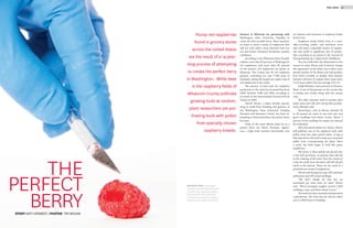 19FALL 2012
THE
PERFECT
BERRYSTORY KATY VERWEST | PHOTOS TIM SEGUIN
Plump red raspberries
found in grocery stores
across the United States
are the result of a 14-year-
long process of attempting
to create the perfect berry
in Washington. While bees
in the raspberry fields of
Whatcom County pollinate
growing buds at random,
plant researchers are pol-
linating buds with pollen
from specially chosen
raspberry breeds.
Farmers in Whatcom are partnering with
Washington State University Puyallup to
create the best possible berry. These research-
ers hope to create a strain of raspberries that
will not only yield a more flavorful fruit but
can also better withstand Northwest weather
conditions.
According to the Whatcom Farm Friends’
website, more than 85 percent of Washington’s
red raspberries and more than 65 percent
of the nation’s red raspberries are grown in
Whatcom. The County has 99 red raspberry
growers, stretching out over 7,200 acres of
farmland, raising the largest per capita crop of
red raspberries in the world.
The amount of land used for raspberry
production in the state has increased by about
200% between 1980 and 2006, according to
an article in the International Journal of Fruit
Science in 2009.
Patrick Moore, a plant breeder special-
izing in small fruit breeding and genetics at
the Washington State University Puyallup
Research and Extension Center, has been at-
tempting to find and produce the perfect berry
for years.
Some of the traits Moore looks for in a
perfect berry are: flavor, firmness, appear-
ance, a high yield, machine harvestable, root
rot tolerant and resistance to raspberry bushy
dwarf virus.
Raspberry bushy dwarf virus is a natu-
rally-occurring, pollen- and seed-born virus
that will infect vulnerable strains of raspber-
ries and result in significant loss of produc-
tion, according to an article in the Journal of
Phytopathology by J. Spak and D. Kubelkova.
The virus will infect the whole plant in the
course of a year, Moore said. It doesn’t change
the appearance of the plant, but it does cause
partial sterility of the flower and will produce
fruit that’s crumbly or smaller than desired.
Growers will have to replant their crops every
5 to 6 years rather than the average 10 to 12.
Ralph Minaker, a berry farmer in Everson,
Wash. is one of the growers in the county who
is raising new strains along with his annual
crop.
The older varieties tend to weaken after
many years and will start losing their produc-
tivity, Minaker said.
Researchers, such as Moore, identify 20
to 30 parents he wants to use each year and
grows seedlings from those crosses. About 1
percent of the seedlings he makes are selected
for evaluation.
After the parent plants are chosen, Moore
will pollinate one of the raspberry buds with
pollen from the other parent plant. A bag is
then placed over the bud to keep any unwanted
pollen from contaminating the plant. After
a week, the buds begin to look like green
raspberries.
The berry is then picked and placed into
a vial with pectinase, an enzyme that will aid
in the cleaning of the seed. Over the course of
a day the seeds from the berry will fall off and
settle to the bottom. These are the seeds of a
potential new strain of raspberries.
Moore said the goal is to get 200 seeds per
pollination and 100 actual seedlings.
“We don’t always do that but we
sometimes get more than we need,” Moore
said. “We’ve averaged roughly around 7,000
seedlings a year, and that’s about 4 acres.”
The seeds are then cleansed and planted in
a greenhouse. The ones that do well are taken
out to a WSU farm in Puyallup.
OPPOSITE PAGE: Washington
produces more red raspberries than
any other state. Raspberry growers
have partnered with researchers
to create more productive, disease
resistant strains.(Photo Illustration)
 