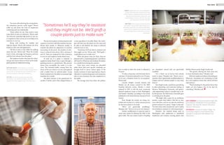 2120 THE PLANET FALL 2012
Two years after planting the young plants,
the evaluation process really begins. Moore
walks up and down the rows of raspberries
evaluating each one individually.
“Given where we are, they need to have
some level of root rot tolerance,” Moore said.
The farm has naturally high levels of root rot,
so raspberries that survive are more likely to be
resistant to root rot.
Along with looking for healthy and
vigorous plants, Moore will evaluate the fruit
based on color, size and appearance.
“All this is more or less while I’m walking
down the row,” Moore said. “Then I’ll actually
touch a fruit, and judge the firmness and how
well the fruit releases from the plant.”
The raspberry bushes that pass his evalua-
tion go into tissue culture so they can be multi-
plied quickly for additional testing.
The new berry plants are first planted with
a grower to see how well they machine harvest.
Moore then travels to Whatcom weekly to
evaluate the plants for adaptation to machine
harvesting. At this point, the number of selec-
tions is reduced from about 100 to between 5
and 10. These are analyzed for their resistance
to root rot and raspberry bushy dwarf virus.
To find out if a plant is resistant to
raspberry bushy dwarf virus, it goes through a
grafting process in a greenhouse. This process
shows how susceptible the strain is to the
virus. The terminal leaflet coming from the
shoot of the new strain is cut out, and replaced
with a leaflet from an infected plant. A pop
bottle is placed over the plant to maintain high
humidity for 2 weeks.
The plant remains in the greenhouse for
another 4 weeks, and is then shipped down to
a virus specialist in Corvallis, Wash. The virolo-
gist will then test the plants for the virus and
be able to tell whether the strain is infected
with the virus or not.
“Sometimes he’ll say they’re resistant and
they might not be,” Moore said. “We’ll graft a
couple plants just to make sure.”
When the plants come out clean, they are
planted with a cooperating grower, and Moore
will travel to Whatcom and evaluate the plants
on a weekly basis during the summer.
From here, more strains are discarded
while those that meet specific standards are
brought back to tissue culture again. If the
strains continue to meet expectations, they’re
released to commercial growers and consumers
who in turn introduce the new raspberries to
the public.
The average time from when the pollina-
tion is made to when the strain is released is
14 years.
“It takes a long time, and obviously there’s
only been 13 [strains] released in over 70 years.
So it’s not a frequent event for our program,”
Moore said.
Cascade Delight, Cascade Bounty and
Meeker are all strains created at the WSU
Puyallup Research Center. Meeker, a strain
released in 1967, is still the most commonly
planted raspberry strain in both Washington
and British Columbia, according to the article
published in the International Journal of Fruit
Science.
Even though the strains are being con-
trolled and created, it’s a fairly natural process
for the berry plants to be made.
“We’re not genetically modifying,”
Minaker said. “That is a no-no in our industry.”
Genetic modification is a process used to
create new strains by altering the DNA of the
plant itself. The new strains made in Puyallup
are considered natural and not genetically
modified.
“It’s a whole can of worms that nobody
wants to open,” Minaker said. “There’s one re-
searcher that’s [genetically modified plants] in
Oregon and he’s advised people to stay away
from it.”
Anu Singh-Cundy, a professor specializing
in plant physiology and molecular biology at
Western Washington University, said geneti-
cally engineering a plant is actually easy to do.
In this process, the DNA from a favorable gene
is actively put in the plant.
“We might take a gene for an antifreeze
protein, a gene that makes a fish live in very,
very cold water, and we can take the antifreeze
protein and put it in a plant,” Singh-Cundy said.
“It’s been done with strawberries and it makes
the strawberry resistant to cold temperatures.”
However, the method being used in
Washington with raspberries is considered
traditional and involves crossing plants that
Mother Nature made, Singh-Cundy said.
“The genetic altering has been done but
it’s been absolutely taboo,” Minaker said.
With the raspberry industry flourishing in
Whatcom, researchers are continuing to look
for a red raspberry strain that will fit all their
expectations.
“They’re looking for the perfect berry that
might not ever happen, but we do look for
something,” Minaker said.
BOTTOM RIGHT: Patrick Moore is a small fruit
breeding and genetic scientist at WSU Puyallup. Moore
says it takes an average of 14 years of research and
testing to produce a new strain of raspberry.
BOTTOM: Patrick Moore examines a test tube
containing a new raspberry seedling. Each new
experimental strain begins its life in the laboratory.
RIGHT: Researchers use cross-pollination to
produce these new experimental strains that
will be tested for disease resistance and other
important characteristics. Researchers will
cross hundreds of strains, but only about five
will ultimately be tested in the field.
BOTTOM: Small raspberry plants like these
are raised in greenhouses before being trans-
planted by researchers into experimental fields.
New strains of raspberries are typically tested
for years before they are released to commer-
cial farmers.
KATY VERWEST is a visual journalism major who
has written for The Western Front and Klipsun
magazine. She loves the universe and has an
interest in astronomy.
TIM SEGUIN is a junior at Huxley College. He
is pursuing a degree in environmental pho-
tography in conjunction with Western’s art
department.
“Sometimes he’ll say they’re resistant
and they might not be. We’ll graft a
couple plants just to make sure.”
 