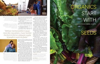 JENS PERRIN is a junior studying economics/
environmental studies at Western Washington
University. He enjoys spending time outdoors in
the mountains of the Pacific Northwest.
BILLIE WELLER is a visual journalism student at
Western Washington University. She aspires to
become a photojournalist and has taken photos
for The Western Front.
the soil, Jones said. This makes the nitrogen
available for the next crop, which uses it to
produce protein, Jones said.
“I grow dirt and the vegetables are the
byproduct,” she said.
Because of the nitrogen fixation and crop
rotation, Jones and Cohen are happy to say the
farm is in better condition than when they got
it.
“The soil is in really beautiful shape, the
dirt is just gorgeous,” Jones said.
The parcel of land is going back to the
Cascade Christian Services, Cohen said. It is
ABOVE: Aneesa Ahad is a single mother and a military
veteran attending Whatcom Community College. Ahad
gets a GI Bill each month, but after the cost of tuition
she only has $400 dollars to spend each month. Ahad
relies on the food bank for fresh produce and waits in
line each week with her 4-year-old daughter, Nusy. The
closure of the farm will not hinder her ability to obtain
fresh vegetables from the food bank, as produce will
still be donated through other means such as local
grocery stores.
ABOVE: The farm’s labor was comprised of two interns,
a manager and volunteers from various clubs and
colleges. The farm lacked mechanized harvesting
equipment, which made it difficult for managers to
provide the amount of help necessary to operate the
farm smoothly.
ABOVE RIGHT: About 21.6 percent of Bellingham’s
population is below the poverty line, almost double the
state of Washington, at 12.1 percent, according to 2010
U.S. Census data. The Bellingham Food Bank, located
on 1824 Ellis Street, was established to supply
alternatives to hunger.
“Without mechanized farm equip-
ment like crop pickers, it was hard for
the farm to find an adequate supply
of people to work the fields.”
unknown at the time of publication what will
happen to the parcel of land now that the food
bank is not renting it.
When the farm was in operation, Jones’
job was to keep the farm running smoothly.
The biggest setback of the farm operation was
the labor, Jones said. When the farm had fewer
volunteers, she did the heavy lifting, which
resulted in two slipped discs in her back.
The farm work was divided between the
manager, two interns and volunteers. Without
mechanized farm equipment like crop pickers,
it was hard for the farm to find an adequate
supply of people to work the fields, Cohen said.
Even without the heavy machinery, the
Food Bank Farm was using $65,000 of donated
grant money to operate annually, including
labor costs and supplies, Cohen said. They are
now going to allocate the money from the farm
and use it for contract purchasing in a program
called Food Bank Fresh to obtain produce from
commercial organic farms around Whatcom
County at a wholesale price, Cohen said.
Ahad worries that the Food Bank Fresh
program will not supply the same quality of
vegetables the farm was able to produce.
“The end result is that we don’t want
an empty plate, we want food,” Ahad said.
“Nobody wants their children to go hungry.”
Implementing more funds towards the
Food Bank Fresh program would allow the food
bank to stimulate the local economy by sup-
porting the local organic farmers, Cohen said.
However, nothing is certain for the
food bank. Year to year fund streams change,
programs change. If there is an option to get
fresh produce more efficiently, the Bellingham
Food Bank explores it, Cohen said.
Other possible farm programs are in
the works from the Bellingham Food Bank.
Learning from the previous labor intensive
farming process, there is a possibility of
creating another farm that is more viable eco-
nomically, Cohen said.
The food bank is looking into other
options for a farm closer to town that can
operate with a smaller capacity, Jones said. A
smaller farm in town could be used as an edu-
cational instrument for the users of the Food
Bank. Also, a closer location could help the
farms past volunteer troubles, Cohen said.        
One thing is certain; the food bank will do
what it can to supply its clients with the food
that they rely on, Cohen said.
“To see kids and adults going through the
distribution line saying, ‘I didn’t know carrots
had green tops,’ or, ‘I haven’t seen fresh broccoli
in five years,’ it’s a little bit heartbreaking, but
also very inspiring to keep these programs
available,” Cohen said.
ORGANICS
START
WITH
SEEDS
STORY KHALICS BRYANT | PHOTOS JACKSON LEE
 