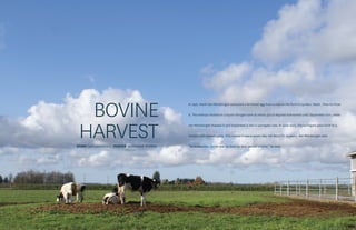 BOVINE
STORY DAN LANGAGER | PHOTOS MARYANNE MURRAY
In 1997, Mark Van Mersbergen extracted a fertilized egg from a cow on his farm in Lynden, Wash. Then he froze
it. The embryo resided in a liquid nitrogen tank at minus 320.8 degrees Fahrenheit until September 2011, when
Van Mersbergen thawed it and implanted it into a surrogate cow. In June 2012, the surrogate gave birth to a
healthy calf named Lucky. This means it was a seven-day-old fetus for 14 years, Van Mersbergen said.
“So in essence, its life was on hold for that period of time,” he said.
HARVEST
 