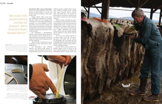 14 THE PLANET
ABOVE: Once embryos are extracted from selected
cows, they are placed under a microscope and then
either frozen or implanted directly into a cow. The
embryos are put into small, yellow tubes for short- or
long-term storage.
RIGHT: Mark Van Mersbergen, owner of Markwell
Holsteins, pulls a tube of frozen cow embryos from a
storage container. The embryos are stored in liquid
nitrogen at minus 320.8 degrees Fahrenheit to be ready
for shipment.
“We make milk,
we pick berries
and we sell
genetics. We’re
kind of a three-
headed demon.”
OPPOSITE PAGE: Veterinarian Blake Bostrom implants
ovulating cows with embryos. He begins by giving the
cow an epidural, then finds the uterus and implants the
embryo with a long rod. Bostrom has been performing
embryo transfers since 1979 and has conducted over
5,000 transfers in his career.
Since the late 1970s, a process called embryo
transfer has gained popularity among dairy
farmers and beef producers in the U.S. and
around the world, according to a 2002 report
by Glenn Selk.
Embryo transfer refers to the collec-
tion, handling and transferring of fertilized
eggs from a donor cow into a recipient using
a nonsurgical recovery method called flushing,
according to an article published in Animal
Reproduction Science by John F. Hasler. The
industry has grown rapidly both in the number
of practitioners and of donor cows flushed.
Today about a dozen farms in Whatcom County
use the procedure.
Van Mersbergen, a third-generation
Whatcom County farmer, began putting his
cows through the embryo transfer process in
1980. Along with producing milk and growing
raspberries, it has become an important part of
the farm’s livelihood.
“We make milk, we pick berries and we
sell genetics,” he said. “We’re kind of a three-
headed demon.”
Van Mersbergen’s farm, Markwell
Holsteins, now exports frozen embryos to
countries around the world. He said he has in-
filtrated between 25 and 30 countries with his
Holsteins’ genetics, including Brazil, Canada,
China, Denmark, England, France, Ireland,
Italy, Japan, Germany, Mexico, Norway,
Spain, Switzerland and a few countries in
Central America. His primary customers come
from Canada, Germany and other European
countries.
Embryo transfer technology has proven
economically successful for both the veterinari-
ans providing the services and the farmers who
sell offspring for a profit, according to an article
published by the Journal of Dairy Science by
G.E. Seidel Jr. Cows bred from embryo transfer
have a higher reproductive rate because
farmers only use the most valuable offspring.
This has resulted in a sharp increase of prices
for top cows.
The value of the embryo depends on
the genetic quality of the calf. The extract-
ing process costs about $100 per embryo,
Van Mersbergen said. The average sale price
of Markwell embryos runs between $600 and
$1,000, but they can sell for as low as $250 or
as high as $5,000 per embryo.
In 2010, North America produced over
380,000 embryos, about 35 percent of the
total worldwide production, according to the
International Embryo Transfer Society. The
 