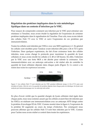 12
Résultats
Régulation des protéines impliquées dans la voie métabolique
lipidique dans un contexte d’infection par le VHC.
Pour essayer de comprendre comment une infection par le VHC peut entrainer une
résistance à l’insuline, nous avons étudié la régulation de l’expression de certaines
protéines impliquées dans la signalisation de l’insuline. Pour cela, nous avons infecté
des cellules Huh 7.5 avec le VHC et suivi l’expression de ces protéines par
immunorévélation.
Toutes les cellules sont infectées par VHCcc avec une MOI supérieure à 1. En général
les cellules sont récoltées pour l’analyse avant infection (0h) puis à 24 et 72 h après
l’infection. Dans quelques expériences, du fait d’une croissance lente des cellules
infectées, nous avons changé le protocole pour maximiser la quantité de lysat
cellulaire et nous avons récolté les cellules à 0, 48 et 120 heures. En effet, l’infection
par le VHC avec une forte MOI a été décrite pour ralentir la croissance. Une
immunorévélation avec un anticorps anti-actine a été réalisé afin de contrôler la
quantité de lysat cellulaire déposée dans chaque puits (Figure 3). Ce control a été
réalisé dans toutes les expériences suivantes.
Figure 3 : Les cellules Huh 7.5 sont infectées par les VHC pendant différents temps, 0, 24 et 72 h puis sont
récoltées et lysées. Afin de voir si la quantité de protéine déposée dans chaque puits est identique, les lysats sont
analysés par immunomarquage avec un anticorps anti-actine.
En plus d’avoir vérifié que la quantité chargée de lysats cellulaire était égale dans
chaque puits, nous nous sommes assuré que les cellules avaient bien été infectées par
les VHCcc en réalisant une immunorévélation avec un anticorps AP33 dirigé contre
la protéine d’enveloppe E2 du VHC. Comme montré dans la figure 4, l’expression de
la protéine E2 augmente au cours du temps d’infection. Par conséquent nous
pouvons affirmer que les cellules Huh 7.5 sont bien infectées par le VHC. Comme
pour l’actine nous avons réalisé ce control dans toutes les expériences.
 