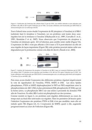 13
Figure 4 : Vérification de l’infection des cellules Huh 7.5 par les VHC. Les cellules infectées et non infectées sont
récoltées à 0h, 48h et 120 h après l’infection par le VHC. Les lysats cellulaires sont fractionnés par SDS-PAGE et
immunomarqués avec un anticorps anti-E2.
Tout d’abord nous avons étudié l’expression de RI (récepteur à l’insuline) et d’IRS-1
(substrats liant le récepteur à l’insuline), car ces protéines sont toutes deux sous-
régulées lors de la résistance à l’insuline (Okabayashi et al., 1989 ; Carvalho E et al.,
1999 ; Renström F et al., 2007). Nous observons que l’expression du récepteur à
l’insuline est diminuée après 24 h d’infection, puis semble rester stable (Figure 5A).
L’expression de IRS-1 n’est pas affectée à 24 h mais à 72 h post-infection où elle est
sous régulée de façon importante (Figure 5B); cette protéine pourrait même subir une
dégradation par le protéasome comme cela déjà été décrit ( Zlande et al., 2002).
Figure 5 : Analyse de l’expression du récepteur à l’insuline et de IRS-1 dans un contexte d’infection par le VHC.
Les cellules Huh 7.5 infectées et non infectées sont récoltées à 0 h, 48 h et 72 h après l’infection par le VHC. Les
lysats cellulaires sont fractionnés par SDS-PAGE et immunomarqués avec un anticorps polyclonal anti-récepteur
à l’insuline (A) ou anti-IRS-1 (B).
Puis nous avons étudié l’expression des différentes protéines régulant négativement
la voie de signalisation de l’insuline, PTEN, SHIP2 et JNK. Les deux lipides
phosphatases, PTEN et SHIP2 déphosphorylent le PIP3 en PIP2 empêchant ainsi la
phosphorylation de AKT. JNK et plus précisément JNK phosphorylée (P-JNK) qui est
la forme active, va phosphoryler IRS-1 sur une sérine à proximité du domaine PTB
afin de l’inactiver. En effet, IRS-1 activé est phosphorylé sur des tyrosines.
Comme montré en figure 6, ces protéines sont régulées différemment au cours du
temps mais au final elles sont toutes sur régulées. Dans les premières 24 heures après
l’infection l’expression des protéines PTEN et JNK n’est pas modifiée, mais elle est
induite après 72h (Figure 6A, C). L’expression de SHIP2, quant à elle, augmente
progressivement au cours de l’infection (Figure 6B).
 