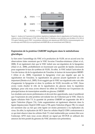 14
Figure 6 : Analyse de l’expression de protéines régulatrices impliquées dans la signalisation de l’insuline dans un
contexte ou non d’infection par le VHC. Les cellules Huh 7.5 infectées et non infectées sont récoltées à 0 h, 24 h et
72 h après l’infection par le VHC. Les protéines cellulaires sont séparées par SDS-PAGE et immunomarquées avec
un anticorps anti-PTEN (A) ou un polyclonal anti-SHIP2 (B) ou un monoclonal anti-P-JNK (C).
Expression de la protéine ChREBP impliquée dans le métabolisme
glucidique.
Le lien entre l’assemblage du VHC et la production de VLDL est en accord avec les
observations faites montrant que le VHC favorise l’insulino-résistance (Alaei et al.,
2008). Il est également clair que le VHC induit une sur-régulation de la lipogenèse
(Alaei et al., 2008), probablement en fournissant une quantité de lipides nécessaire
pour augmenter le taux de synthèse de VLDL. En effet, le VHC induit l’activation de
l’un des facteur clé de la signalisation de l’insuline, le facteur de transcription SREBP-
1 (Oem et al., 2008). Cependant la lipogenèse n’est pas régulée que par la
signalisation de l’insuline, la signalisation du glucose jouant également un rôle
important (Dentin et al., 2005). Il est suggéré que le VHC sur-régulerait cette voie afin
d’augmenter la lipogenèse et donc la synthèse de VLDL favorable au VHC. Nous
avons voulu étudier le rôle de la signalisation du glucose dans la régulation
lipidique, pour cela nous avons observé les effets de l’infection sur l’expression du
principal facteur de transcription sensible au glucose, ChREBP.
Les résultats sont encore préliminaires et devront être approfondis, mais il semblerait
que l’expression de cette protéine soit induite lors de l’infection par le VHC. Dans la
lignée cellulaire Huh 7.5, la quantité de protéine ChREBP est augmentée dès 48 h
après l’infection (Figure 7A). Cette augmentation est également observée dans la
lignée hépatocytaire HepG2 CD81 mais à 72h après l’infection (Figure 7B). Ce retard
est surement due au fait que cette lignée est moins permissive à la réplication du
virus. En effet, la réplication de HCV dans les cellules HepG2 CD81 contrairement à
ce qui était observé dans les cellules Huh 7.5, était indétectable par western blot avec
l’anticorps AP33 mais nous avons détecté un signal par RT-PCR en utilisant des
amorces du brin positif du génome du VHC (données non présentées).
 