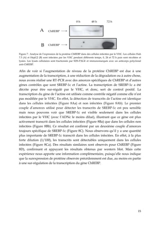 15
Figure 7 : Analyse de l’expression de la protéine ChREBP dans des cellules infectées par le VHC. Les cellules Huh
7.5 (A) et HepG2 (B) sont infectées par les VHC pendant différents temps, 0, 24 et 72 h puis sont récoltées et
lysées. Les lysats cellulaires sont fractionnés par SDS-PAGE et immunomarqués avec un anticorps polyclonal
anti-ChREBP.
Afin de voir si l’augmentation de niveau de la protéine ChREBP est due à une
augmentation de la transcription, à une réduction de la dégradation ou à autre chose,
nous avons réalisé une RT-PCR avec des amorces spécifiques de ChREBP et d’autres
gènes contrôles que sont SREBP-1c et l’actine. La transcription de SREBP-1c a été
décrite pour être sur-régulé par le VHC, et donc, sert de control positif. La
transcription du gène de l’actine est utilisée comme contrôle négatif comme elle n’est
pas modifiée par le VHC. En effet, la détection de transcrits de l’actine est identique
dans les cellules infectées (Figure 8Aa) et non infectées (Figure 8Ab). Le premier
couple d’amorces utilisé pour détecter les transcrits de SREBP-1c est peu sensible
mais nous pouvons voir que SREBP-1c est visible seulement dans les cellules
infectées par le VHC (avec l’ADNc le moins dilué), illustrant que ce gène est plus
activement transcrit dans les cellules infectées (Figure 8Ba) que dans les cellules non
infectées (Figure 8Bb). Ce résultat est confirmé par un deuxième couple d’amorces
toujours spécifique de SREBP-1c (Figure 8C). Nous observons qu’il y a une quantité
plus importante de SREBP-1c transcrit dans les cellules infectées. En effet, à la plus
forte dilution (1/100), les transcrits sont détectables uniquement dans les cellules
infectées (Figure 8Ca). Des résultats similaires sont observés pour ChREBP (Figure
8D), confirmant et appuyant les résultats obtenus par western blot. Mais cette
expérience nous apporte une information complémentaire, puisqu’elle nous indique
que la surexpression de protéine observée précédemment est due, au moins en partie
à une sur-régulation de la transcription du gène ChREBP.
 