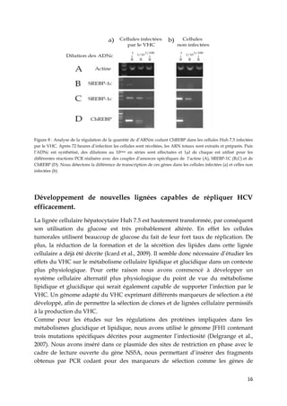 16
Figure 8 : Analyse de la régulation de la quantité de d’ARNm codant ChREBP dans les cellules Huh 7.5 infectées
par le VHC. Après 72 heures d’infection les cellules sont récoltées, les ARN totaux sont extraits et préparés. Puis
l’ADNc est synthétisé, des dilutions au 10ème en séries sont effectuées et 1µl de chaque est utilisé pour les
différentes réactions PCR réalisées avec des couples d’amorces spécifiques de l’actine (A), SREBP-1C (B,C) et de
ChREBP (D). Nous détectons la différence de transcription de ces gènes dans les cellules infectées (a) et celles non
infectées (b).
Développement de nouvelles lignées capables de répliquer HCV
efficacement.
La lignée cellulaire hépatocytaire Huh 7.5 est hautement transformée, par conséquent
son utilisation du glucose est très probablement altérée. En effet les cellules
tumorales utilisent beaucoup de glucose du fait de leur fort taux de réplication. De
plus, la réduction de la formation et de la sécrétion des lipides dans cette lignée
cellulaire a déjà été décrite (Icard et al., 2009). Il semble donc nécessaire d’étudier les
effets du VHC sur le métabolisme cellulaire lipidique et glucidique dans un contexte
plus physiologique. Pour cette raison nous avons commencé à développer un
système cellulaire alternatif plus physiologique du point de vue du métabolisme
lipidique et glucidique qui serait également capable de supporter l’infection par le
VHC. Un génome adapté du VHC exprimant différents marqueurs de sélection a été
développé, afin de permettre la sélection de clones et de lignées cellulaire permissifs
à la production du VHC.
Comme pour les études sur les régulations des protéines impliquées dans les
métabolismes glucidique et lipidique, nous avons utilisé le génome JFH1 contenant
trois mutations spécifiques décrites pour augmenter l’infectiosité (Delgrange et al.,
2007). Nous avons inséré dans ce plasmide des sites de restriction en phase avec le
cadre de lecture ouverte du gène NS5A, nous permettant d’insérer des fragments
obtenus par PCR codant pour des marqueurs de sélection comme les gènes de
 