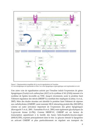 6
Figure 1 : Représentation simplifiée de la voie de signalisation de l’insuline.
La voie mitogénique est représentée en bleu. Les voies lipogénique et glucogénique sont représentées en vert.
Une autre voie de signalisation activée par l’insuline induit l’expression de gènes
lipogéniques (l’acétyl-coA carboxylase (ACC) et la synthase d’AG (FAS)) menant à la
synthèse de lipides favorable au VHC. Jusqu’à récemment, seule la protéine liant
l’élément régulateur des stérols (SREBP-1c) semblait être impliquée (Canbay A et al.,
2007). Mais des études récentes ont identifié la protéine liant l’élément de réponse
aux carbohydrates (ChREBP, aussi nommée MLX interacting protein-like (MLXIPL))
comme un autre activateur important de l’expression des gènes lipogéniques
(Kawaguchi T et al., 2001 ; Yamashita H et al., 2001) mais également glycolytiques (la
L-pyruvate kinase (L-PK)). Comme SREBP-1C, ChREBP est un facteur de
transcription appartenant à la famille des basics helix-loophelix-leucine-zipper
(bHLH/ZIP), exprimé principalement dans le foie. Le glucose stimule la lipogenèse
en activant ChREBP et plus particulièrement en régulant son transport du
 