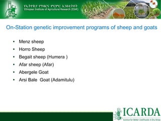 Sheep and goat research and development of Ethiopia