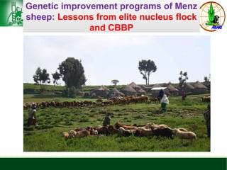 Sheep and goat research and development of Ethiopia