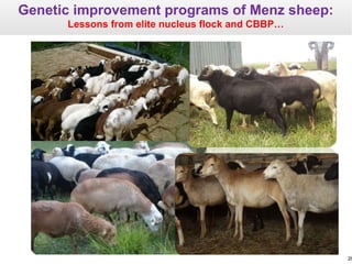 Sheep and goat research and development of Ethiopia