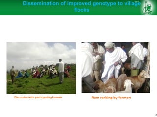 Sheep and goat research and development of Ethiopia