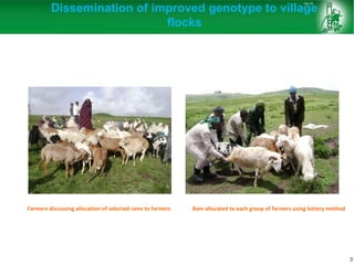 Sheep and goat research and development of Ethiopia