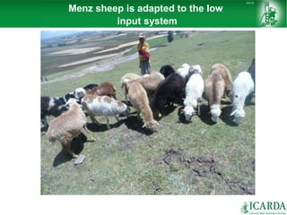 Sheep and goat research and development of Ethiopia