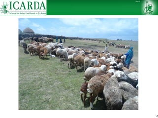Sheep and goat research and development of Ethiopia