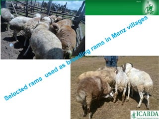 Sheep and goat research and development of Ethiopia