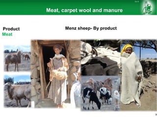 Sheep and goat research and development of Ethiopia