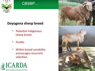Sheep and goat research and development of Ethiopia
