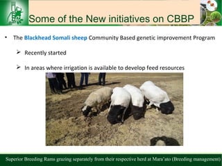 Sheep and goat research and development of Ethiopia