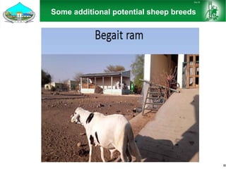 Sheep and goat research and development of Ethiopia