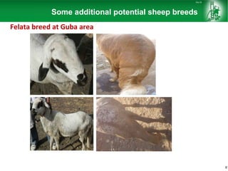 Sheep and goat research and development of Ethiopia