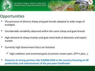 Sheep and goat research and development of Ethiopia