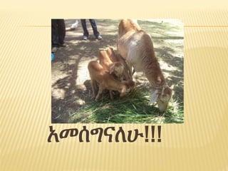 Breed improvement strategy for small ruminants