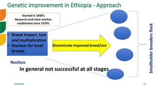 icarda.org 11
Disseminate improved breed/sire
Nucleus
Started in 1940’s
Research and most ranches
established since 1970’s
Smallholderbreedersflock
• Breed import, test
and multiplication
• Nucleus for local
breeds
In general not successful at all stages
Genetic improvement in Ethiopia - Approach
 