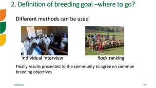 icarda.org 19
Different methods can be used
Individual interview flock ranking
Finally results presented to the community to agree on common
breeding objectives
2. Definition of breeding goal –where to go?
 