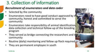 icarda.org 26
3. Collection of information
Recruitment of enumerators and data coder
• Selected by the community
• Enumerators need to have good conduct approved by the
community, honest and committed to serve the
community
• Enumerators take responsibility of animal identification,
data collection and technical follow-up of the breeding
program
• They served as bridge connecting the researchers and the
community
• Routine (daily) monitoring and follow up flock required
• They are permanent employee in south
 