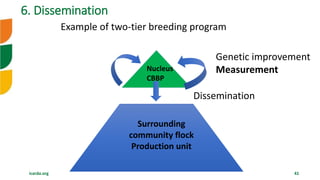 icarda.org 41
Nucleus
CBBP
Surrounding
community flock
Production unit
Dissemination
Genetic improvement
Measurement
Example of two-tier breeding program
6. Dissemination
 