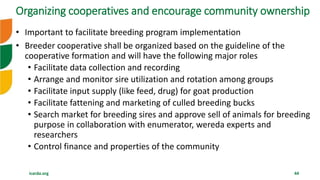 icarda.org 44
• Important to facilitate breeding program implementation
• Breeder cooperative shall be organized based on the guideline of the
cooperative formation and will have the following major roles
• Facilitate data collection and recording
• Arrange and monitor sire utilization and rotation among groups
• Facilitate input supply (like feed, drug) for goat production
• Facilitate fattening and marketing of culled breeding bucks
• Search market for breeding sires and approve sell of animals for breeding
purpose in collaboration with enumerator, wereda experts and
researchers
• Control finance and properties of the community
Organizing cooperatives and encourage community ownership
 