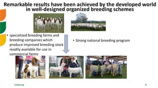 icarda.org 8
Remarkable results have been achieved by the developed world
in well-designed organized breeding schemes
• Strong national breeding program
• specialized breeding farms and
breeding companies which
produce improved breeding stock
readily available for use in
commercial farms
 