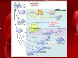 CBC.PPT
