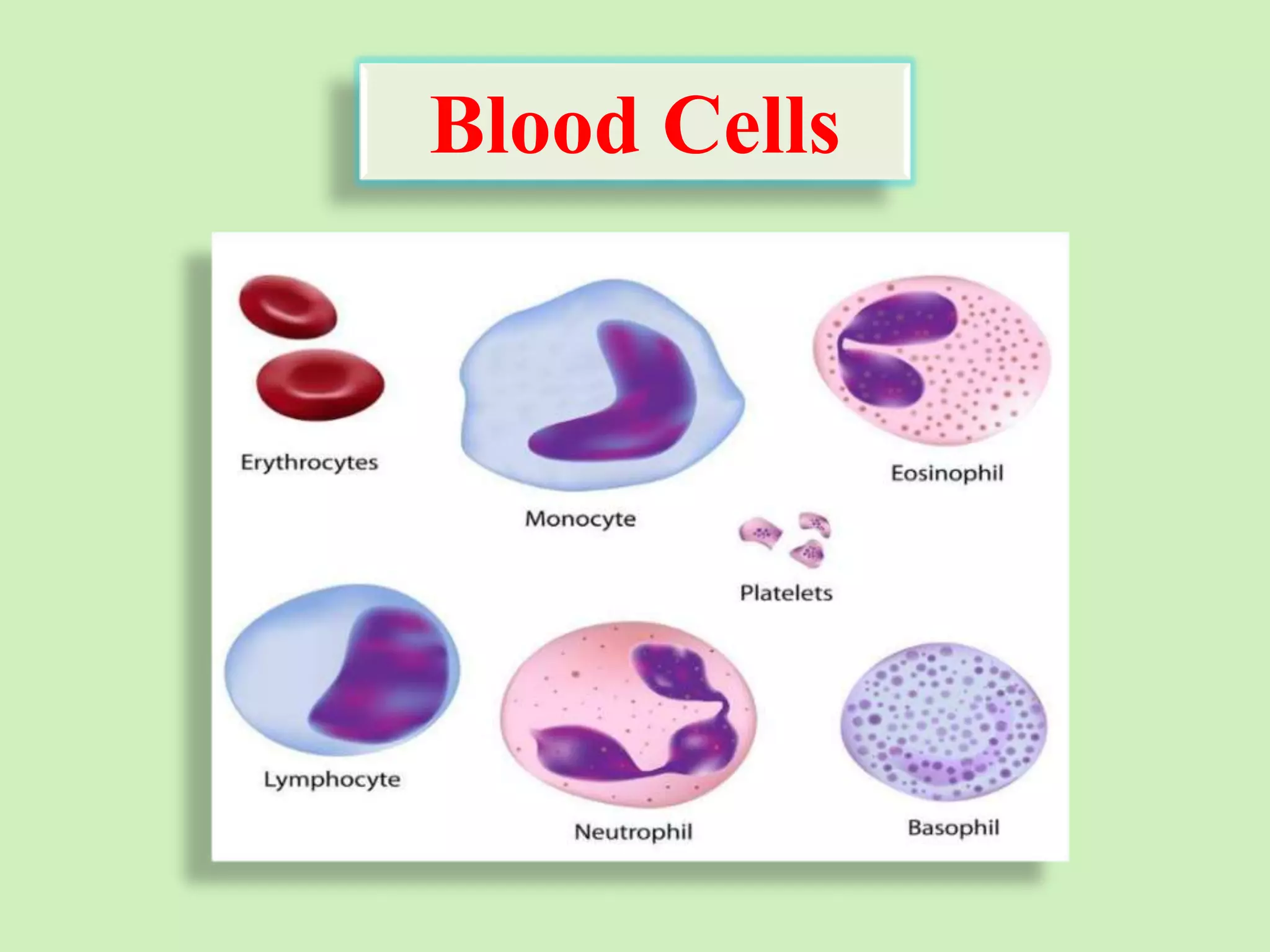 Blood Cells
 