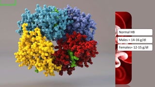 Haemoglobin
Normal HB
Males = 14-16 g/dl
Females= 12-15 g/dl
 